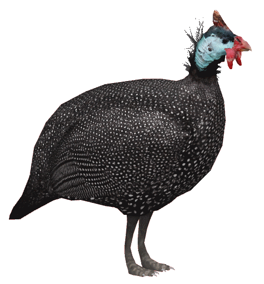 Guinea Fowl